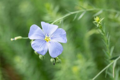 Blauw vlas Linum perenne 5-10 pot P9 Linum perenne