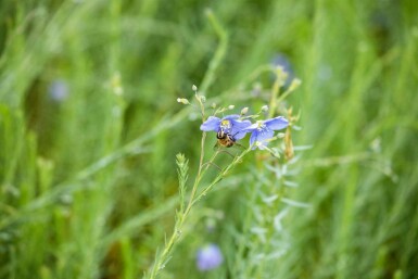 Linum perenne