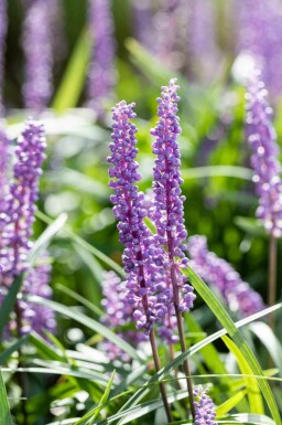 Liriope muscari 'Big Blue'