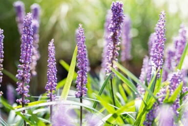 Liriope muscari 'Big Blue'