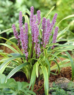 Liriope muscari 'Gold Banded'
