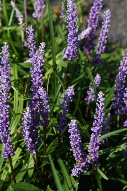 Leliegras Liriope muscari 'Ingwersen' 5-10 pot P9 Liriope muscari 'Ingwersen'