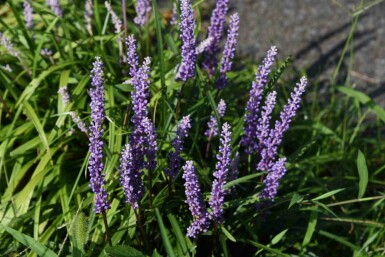 Liriope muscari 'Ingwersen'