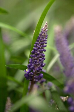 Liriope muscari