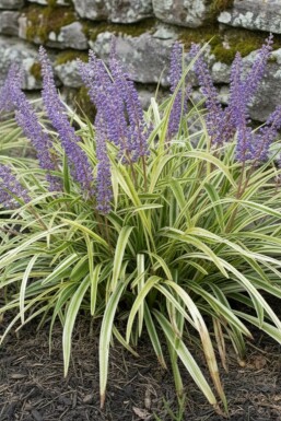 Leliegras Liriope muscari 'Variegata' 5-10 pot P9 Liriope muscari 'Variegata'