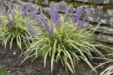 Leliegras Liriope muscari 'Variegata' 5-10 pot P9 Liriope muscari 'Variegata'