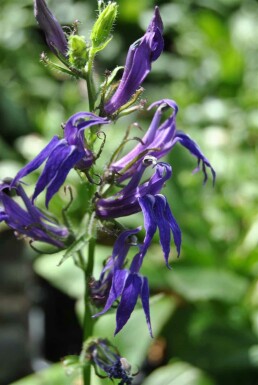 Lobelia siphilitica