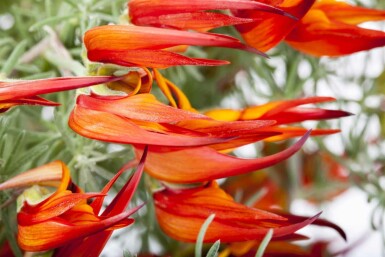 Lotus corniculatus