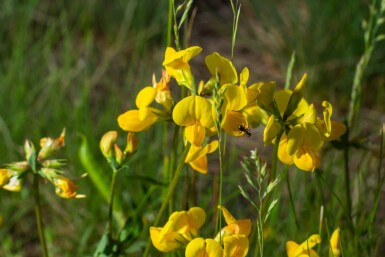 Gewone rolklaver Lotus corniculatus 5-10 pot P9 Lotus corniculatus