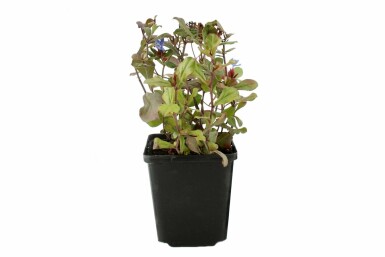 Loodkruid Ceratostigma plumbaginoides Pot Ceratostigma plumbaginoides