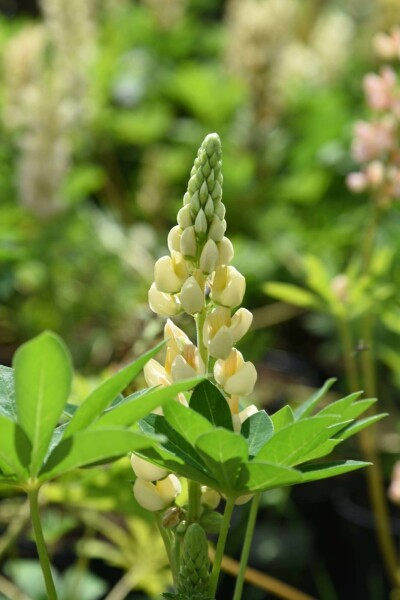 Lupine Lupinus 'Chandelier' 5-10 pot P9 Lupinus 'Chandelier'