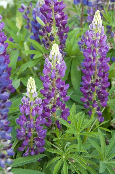 Lupine Lupinus 'Gallery Blue' 5-10 pot P9 Lupinus 'Gallery Blue'