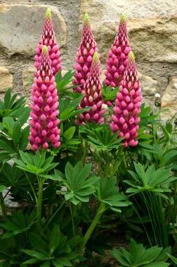 Lupinus 'Gallery Red'