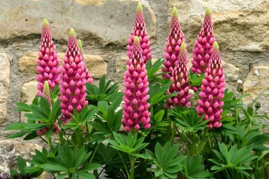 Lupinus 'Gallery Red'