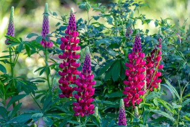 Lupinus 'My Castle'