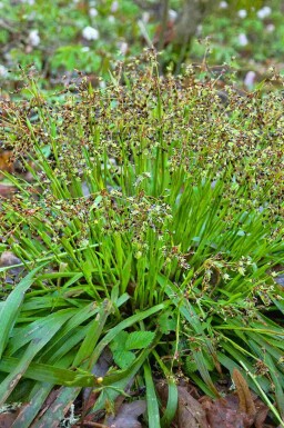 Harige veldbies Luzula pilosa 5-10 pot P9 Luzula pilosa