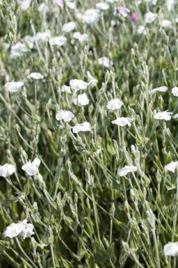 Prikneus Lychnis coronaria 'Alba' 5-10 pot P9 Lychnis coronaria 'Alba'