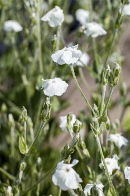 Prikneus Lychnis coronaria 'Alba' 5-10 pot P9 Lychnis coronaria 'Alba'