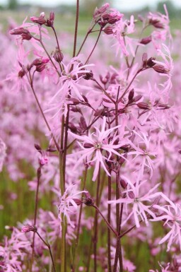 Lychnis flos-cuculi