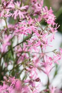 Koekoeksbloem Lychnis flos-cuculi 5-10 pot P9 Lychnis flos-cuculi