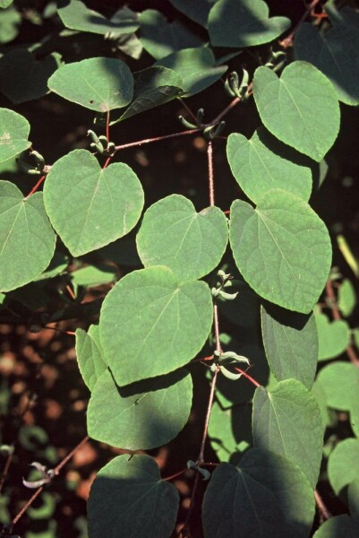 Cercidiphyllum japonicum C3 40-60