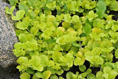 Penningkruid Lysimachia nummularia 'Aurea' 5-10 pot P9 Lysimachia nummularia 'Aurea'