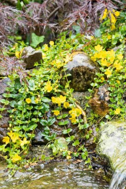 Lysimachia nummularia