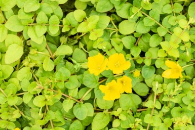 Lysimachia nummularia