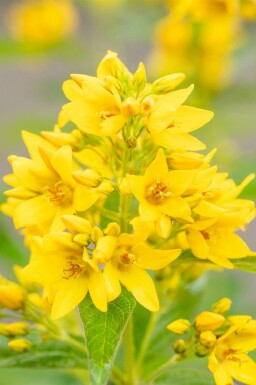 Lysimachia vulgaris