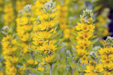 Lysimachia vulgaris