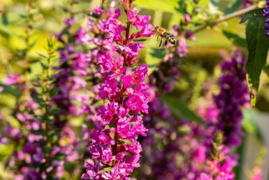 Kattenstaart Lythrum salicaria 'Robin' 5-10 pot P9 Lythrum salicaria 'Robin'