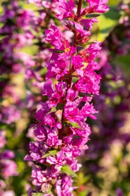 Kattenstaart Lythrum salicaria 'Robin' 5-10 pot P9 Lythrum salicaria 'Robin'