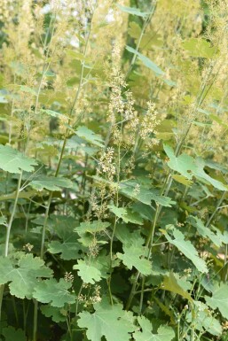 Pluimpapaver Macleaya cordata 5-10 pot P9 Macleaya cordata