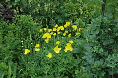 Welsh papaver Meconopsis cambrica 5-10 pot P9 Meconopsis cambrica