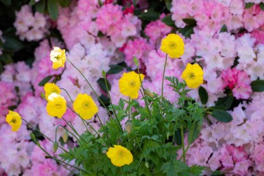 Meconopsis cambrica