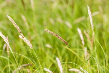 Melica ciliata