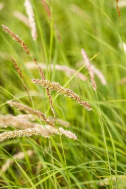 Melica ciliata