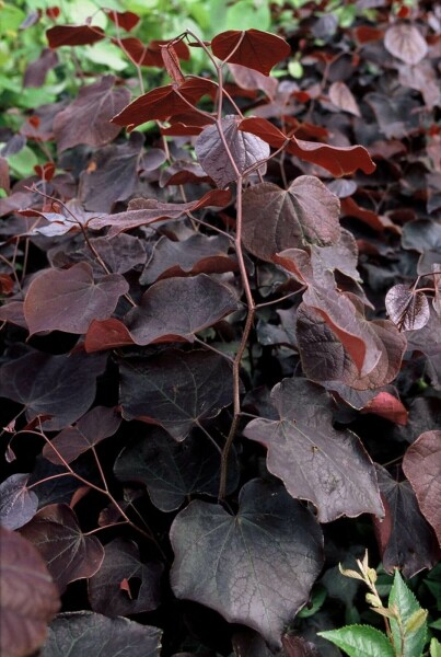Cercis canadensis 'Forest Pansy' C10 100-125