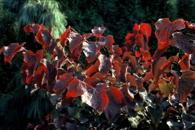 Roodbladige judasboom Cercis canadensis 'Forest Pansy' Pot Cercis canadensis 'Forest Pansy' struik