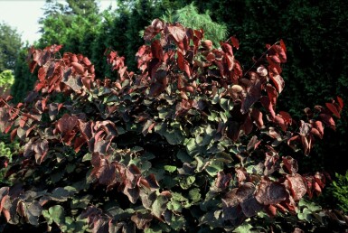 Cercis canadensis 'Forest Pansy' C10 100-125