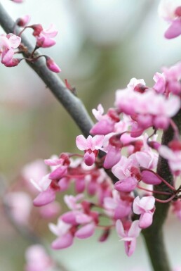 Cercis canadensis 'Forest Pansy' C10 100-125
