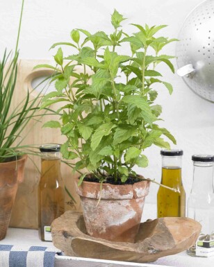 Munt Mentha piperita 'Swiss' 5-10 pot P9 Mentha piperita 'Swiss'