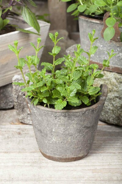 Mentha spicata 'Moroccan'
