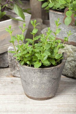 Groene munt Mentha spicata 'Moroccan' 5-10 pot P9 Mentha spicata 'Moroccan'