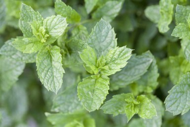 Groene munt Mentha spicata 'Moroccan' 5-10 pot P9 Mentha spicata 'Moroccan'