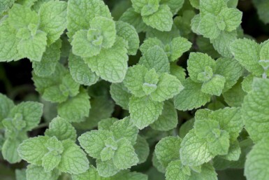 Mentha spicata 'Moroccan'