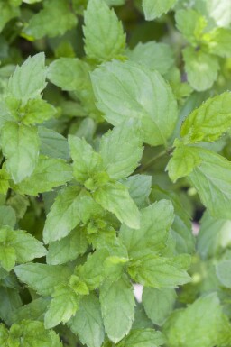 Spiesmunt Mentha spicata 5-10 pot P9 Mentha spicata
