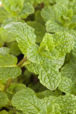 Spiesmunt Mentha spicata 5-10 pot P9 Mentha spicata