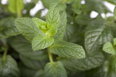 Mentha spicata
