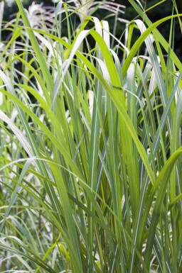 Miscanthus giganteus